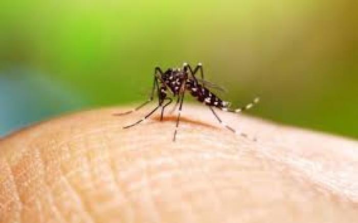 Mortes por chikungunya podem chegar a 23 em Minas Gerais