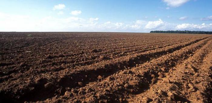 Plantações de feijão e de algodão estão proibidas a partir de hoje em Minas Gerais