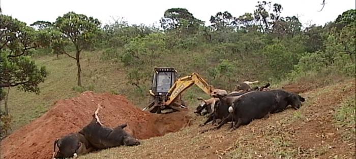 Produtor rural de Rio Paranaíba relata prejuízos após vacas morrerem eletrocutadas