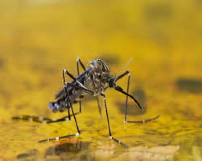 País registra neste ano 460 casos de febre amarela e 153 mortes; Minas lidera casos