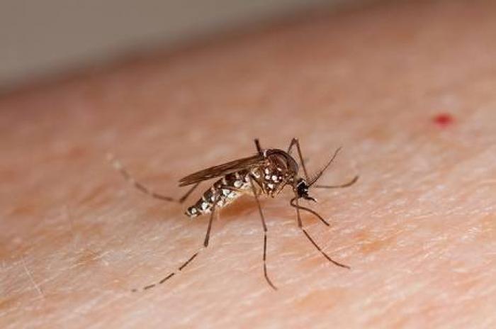 Dengue, chikungunya e zika vírus já fizeram mais de 5 mil vítimas neste ano em Minas