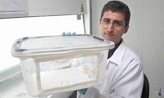  Vacina que mata mosquito é aposta de pesquisadores da UFMG para combater o Aedes aegypti 
