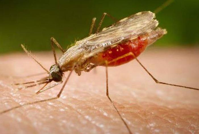 Surto de malária no Espírito Santo liga alerta nos estados do Sudeste