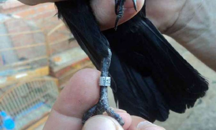 Ibama desencadeia operação contra o tráfico de animais; multas ultrapassam R$ 660 mil