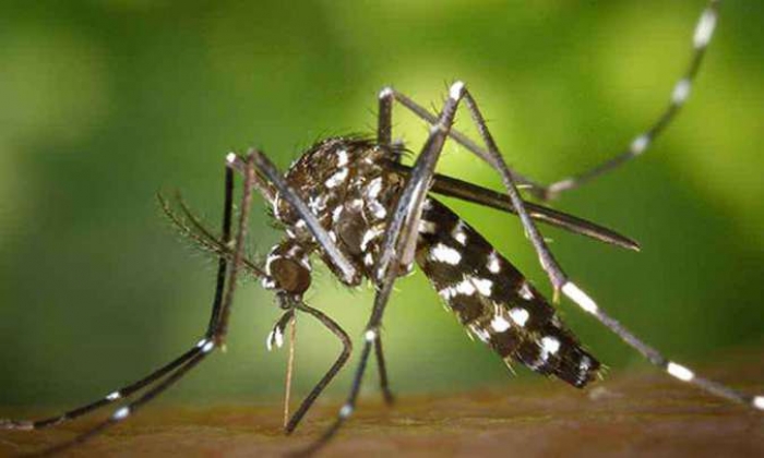 Minas Gerais tem 25,5 mil casos prováveis de dengue em 2018