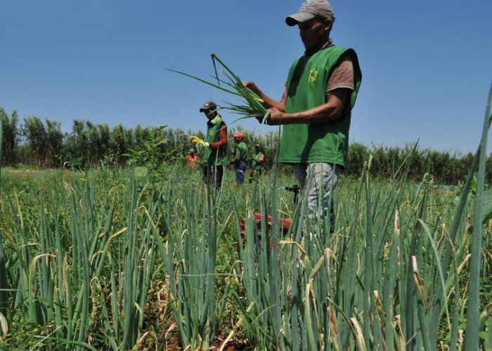  Nordeste perdeu 1 milhão de trabalhadores no campo de 2012 para 2017, diz IBGE