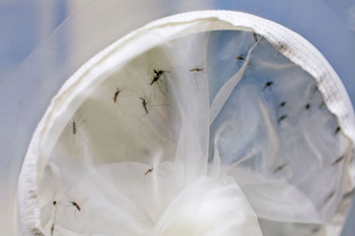 Semana Nacional de Combate ao Aedes começa domingo