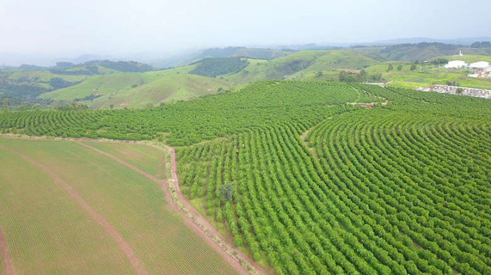 Em Campos Altos, corpo em estado avançado de decomposição é encontrado em cafezal