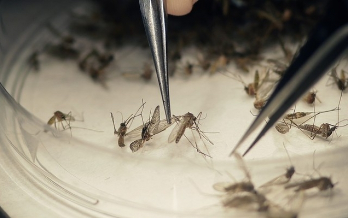 Boletim mostra registros de casos prováveis de dengue, zika e chikungunya no Triângulo e Alto Paranaíba em 2018