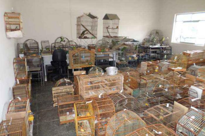 Em 2016 foram aplicados mais de R$ 2 milhões em multas por tráfico de animais em Minas