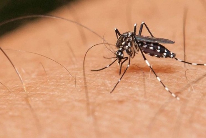 Casos de dengue em 2019 já superam epidemia de 2010