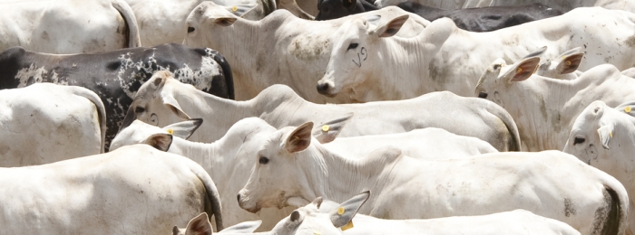 Vacinação de bovinos e bubalinos contra a febre aftosa começa em Minas na próxima quarta