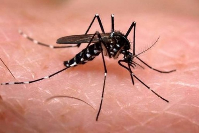 Mortes por dengue sobem 50% em uma semana em MG; casos prováveis passam de 165 mil