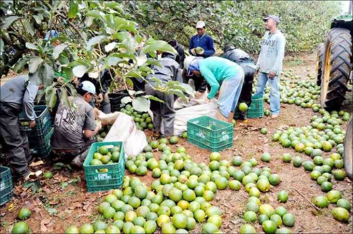 Celebrada por Bolsonaro, produção de abacate é destaque em Minas. São Gotardo está entre cidades que produz a fruta