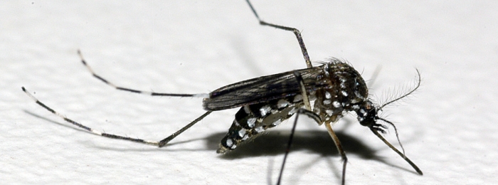 Cuidados para evitar dengue, chikungunya e zika devem ser reforçados nas férias