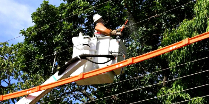 Podas de árvores devem ser feitas por profissional para evitar acidentes com rede elétrica