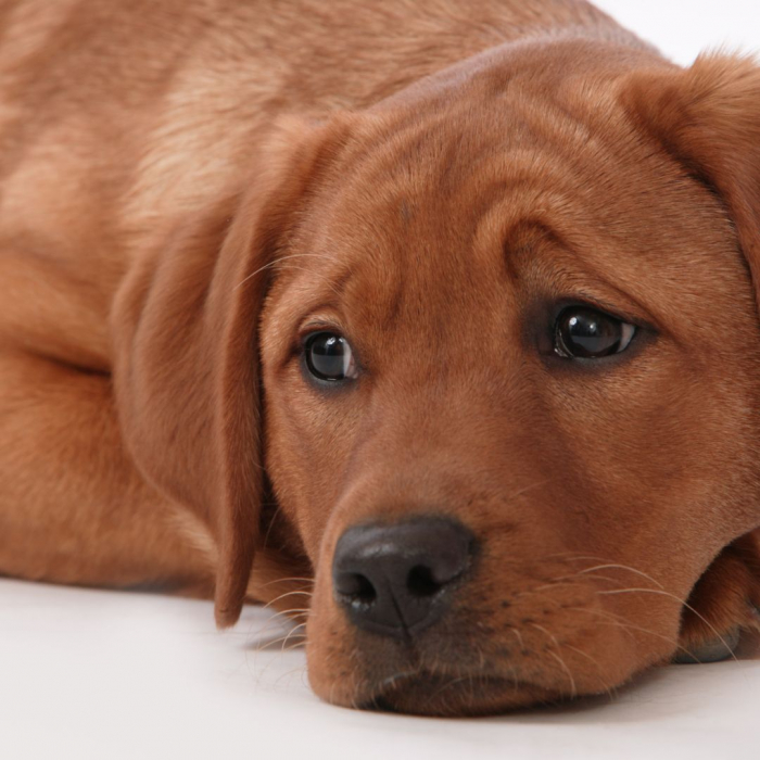 Compreendendo o luto canino: Como ajudar seu cão a superar a perda