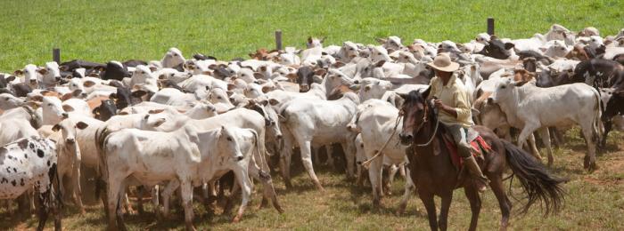 Campanha de vacinação contra a febre aftosa começa na segunda-feira, 1º de maio